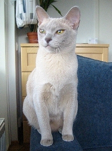 luna_l_pieni.jpg