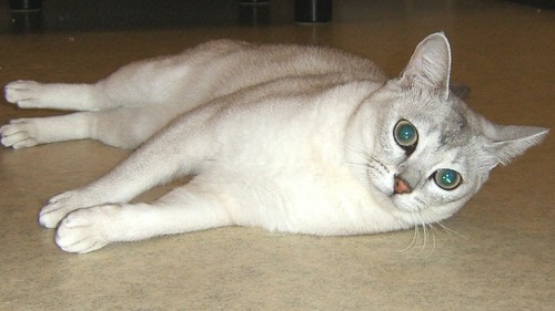 lassi03.jpg