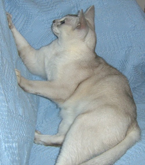 lassi10.jpg