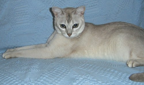lassi15.jpg